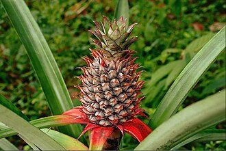 Ananas