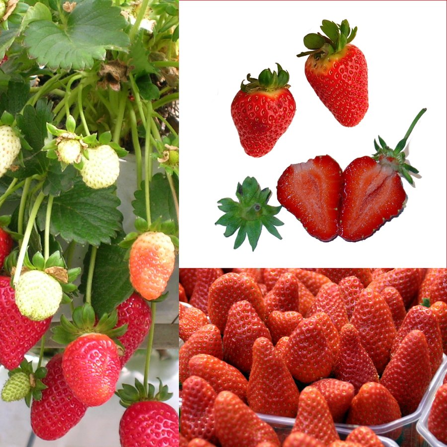 Fraise