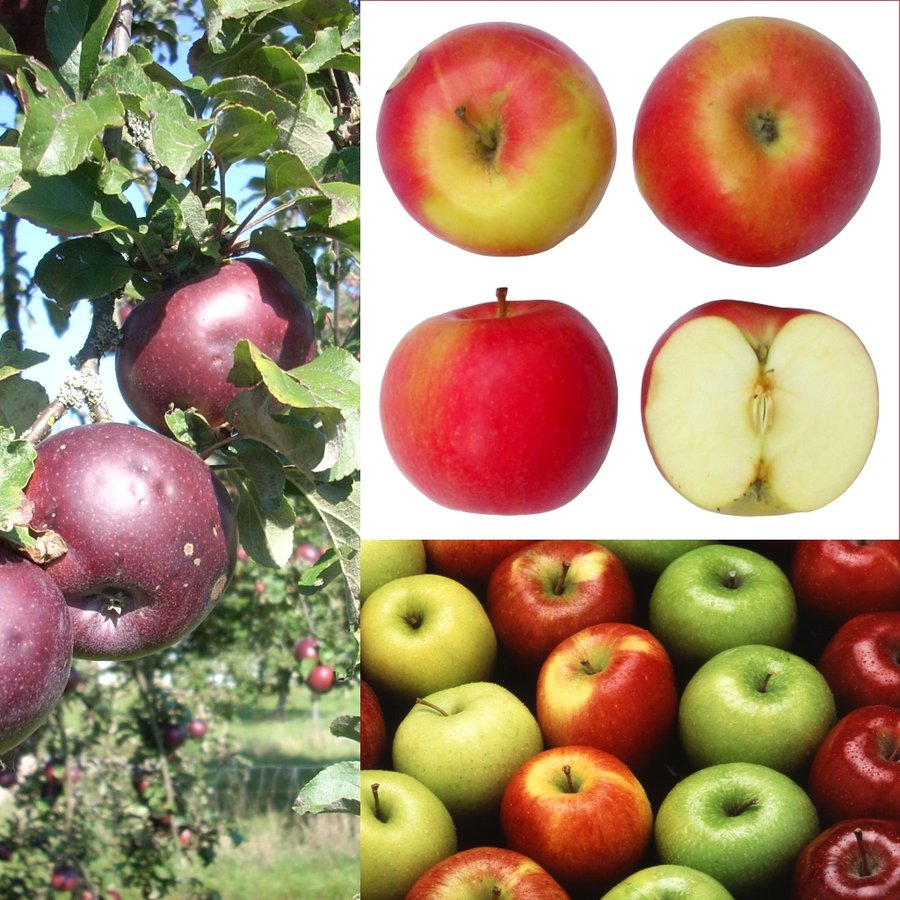Pomme