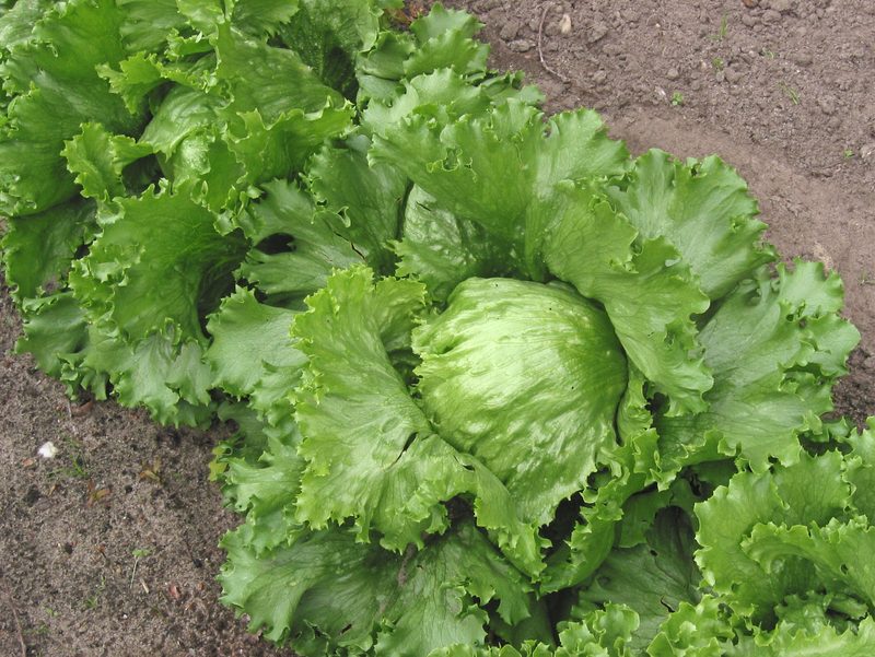 Salade laitue