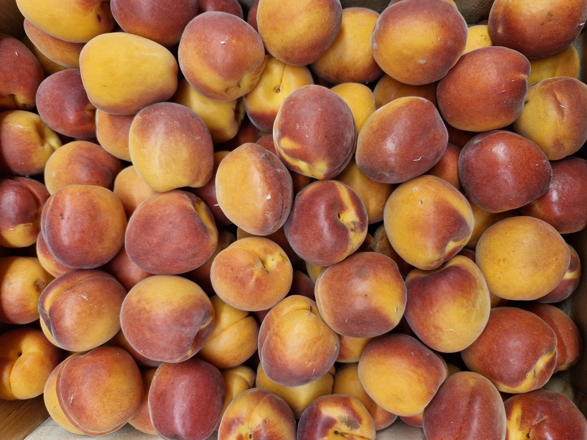 Abricots du Roussillon