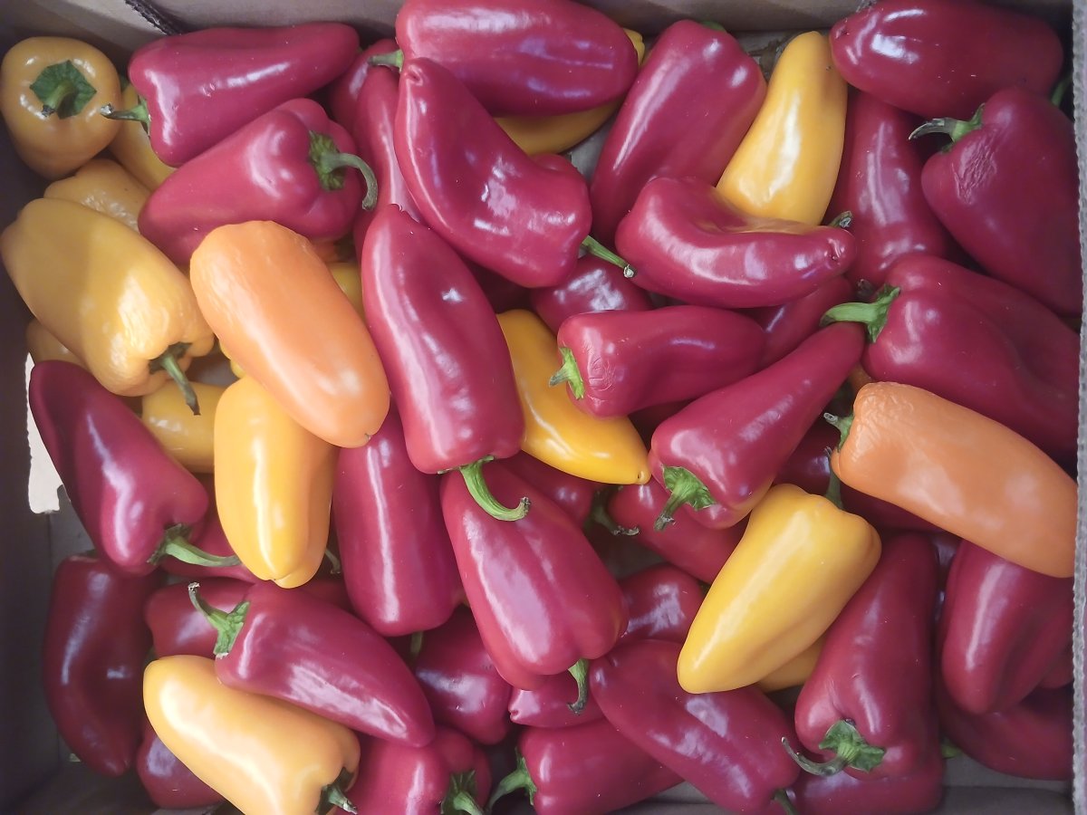Mini Poivrons tricolores...